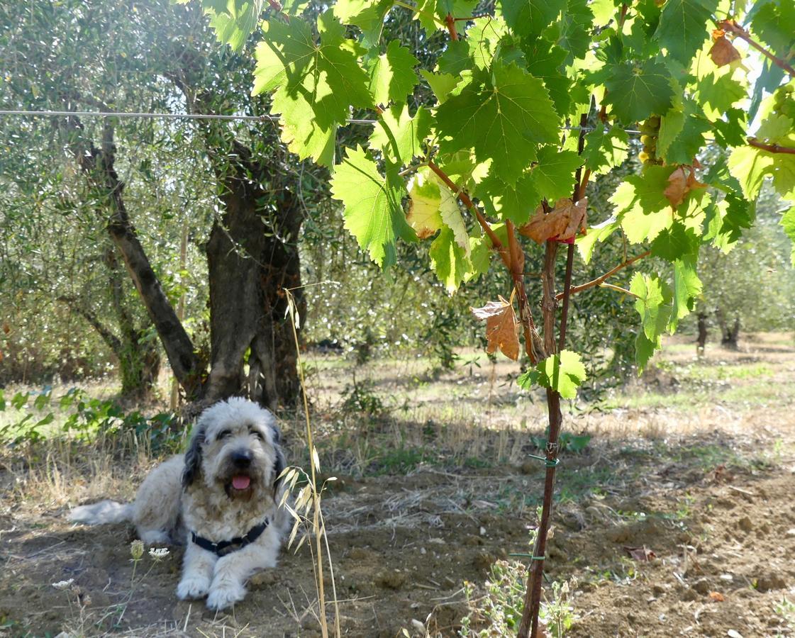 Due Piani Vila Barberino di Val dʼElsa Exterior foto